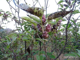 Strobilanthes callosus fullplant4.jpg